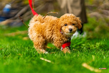 2025 - 4th annual Cat Polson Cup - Beaconsfield vs Montreal Irish