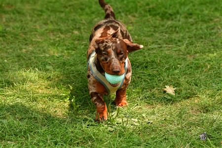 RQ 2025 - LP2 F - Rugby Club de Montréal vs TMR