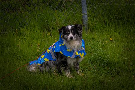 RQ 2025 - LPR2 F - Club de Rugby de Québec (0) vs (39) Saint-Georges Lumberjacks