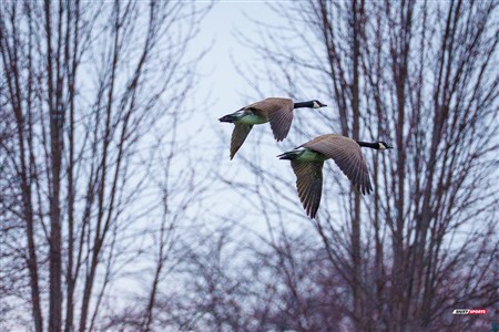 L1QCF 2025 - CS Mont-Royal Outremont vs CS Longueuil
