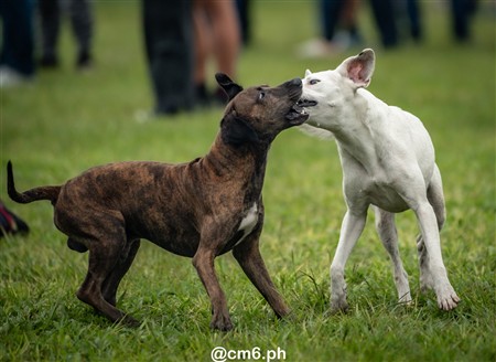 URT 2025 - M15 - Universitario vs Natacion y Gimnasia