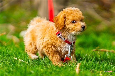 2025 - 4th annual Cat Polson Cup - Beaconsfield vs Montreal Irish