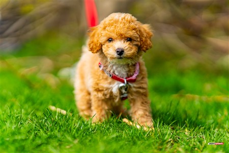 2025 - 4th annual Cat Polson Cup - Beaconsfield vs Montreal Irish