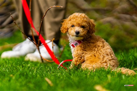 2025 - 4th annual Cat Polson Cup - Beaconsfield vs Montreal Irish
