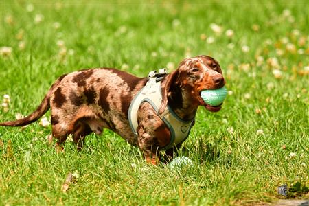 RQ 2025 - LP2 F - Rugby Club de Montréal vs TMR