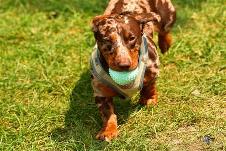 RQ 2025 - LP2 F - Rugby Club de Montréal vs TMR
