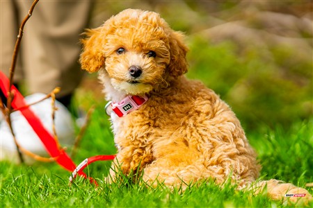 2025 - 4th annual Cat Polson Cup - Beaconsfield vs Montreal Irish