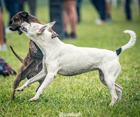 URT 2025 - M15 - Universitario vs Natacion y Gimnasia