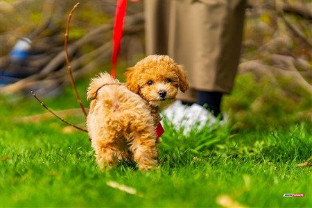 2025 - 4th annual Cat Polson Cup - Beaconsfield vs Montreal Irish
