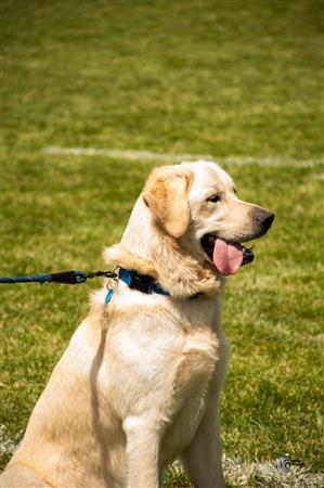 RQ 2025 - SL R M - Sainte-Anne-de-Bellevue vs Rugby Club de Montréal
