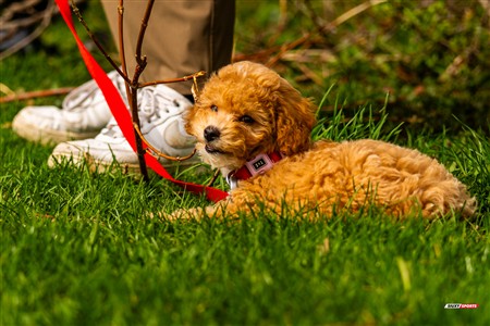 2025 - 4th annual Cat Polson Cup - Beaconsfield vs Montreal Irish