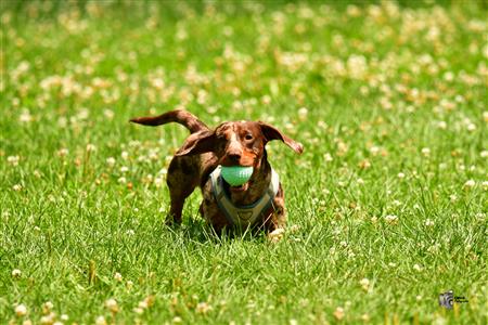 RQ 2025 - LP2 F - Rugby Club de Montréal vs TMR